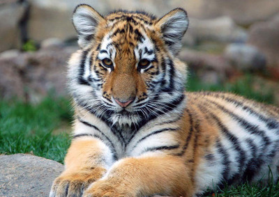 33% OFF on Tiger Paper Print(17 inch X 12 inch, Rolled) 33% OFF on Tiger Paper Print(17 inch X 12 inch, Rolled)