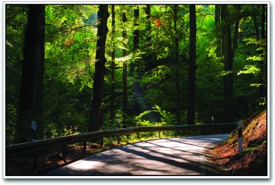 

Sunlight Through the Trees Paper Print(12 inch X 18 inch)