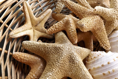 

Oshi - Sea Stars Paper Print(12 inch X 18 inch, Streched)