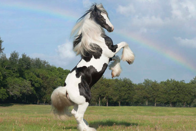 

Great Power Horse Paper Print(12 inch X 18 inch, Rolled)