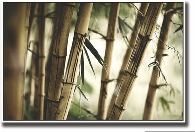 

Posterhouzz Bamboo Tree Fine Art Print(12 inch X 18 inch, Rolled)