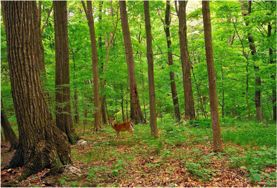 

Nature Paper Print(19 inch X 13 inch, Rolled)