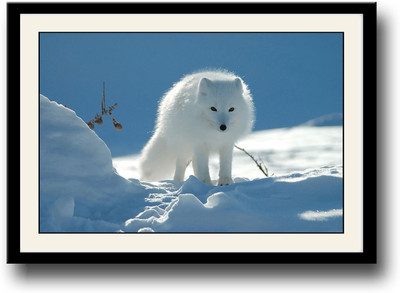

Snow fox Fine Art Print(10 inch X 14 inch, Framed)