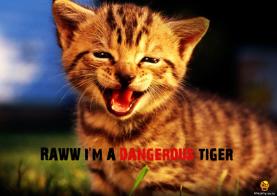 

Bheja Fry Poster Cat-Tiger (29.7 cm X 42 cm) Paper Print(11.69 inch X 16.53 inch, Rolled)