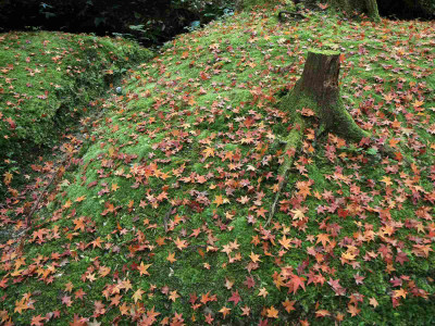 

Posterhouzz Autumn Fine Art Print Poster Fine Art Print(12 inch X 18 inch, Rolled)