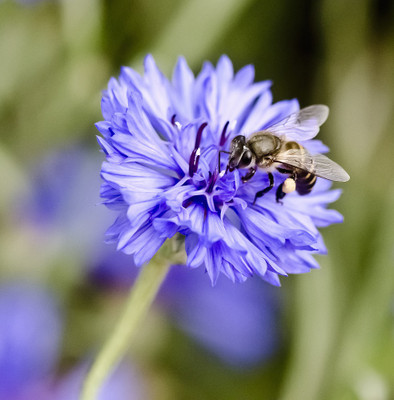 50% OFF on Colourful Flowers 100 Paper Print(30 inch X 30 inch)