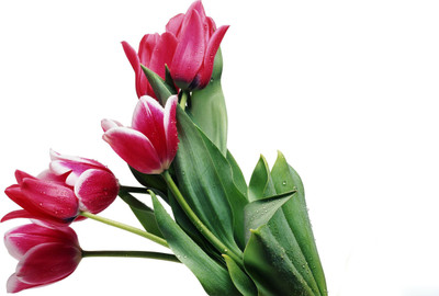 

Posterhouzz Flower Fine Art Print Poster Fine Art Print(12 inch X 18 inch, Rolled)