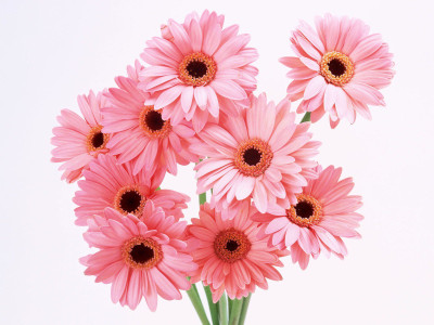 

Posterhouzz Flower Fine Art Print Poster Fine Art Print(12 inch X 18 inch, Rolled)