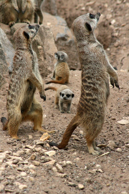 

Oshi - Meerkats Paper Print(18 inch X 12 inch, Stretched)