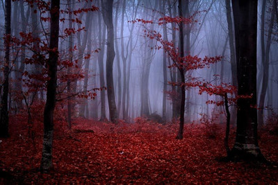 

Nature Fine Art Print(24 inch X 36 inch, Rolled)