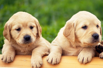 

Oshi - Cute Golden Retriever Paper Print(12 inch X 18 inch, Streched)