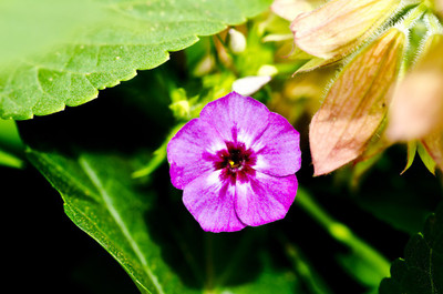 50% OFF on Colourful Flowers 88 Canvas Art(26 inch X 40 inch) 50% OFF on Colourful Flowers 88 Canvas Art(26 inch X 40 inch)