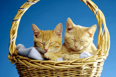 Oshi - Cute Cats Paper Print(12 inch X 18 inch, Stretched)