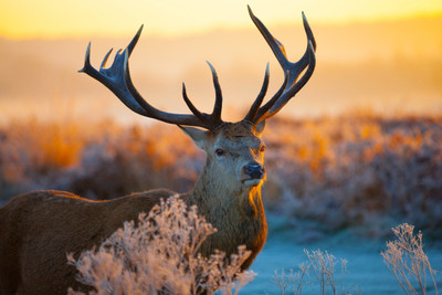 

Oshi - Deer in the Field Paper Print(12 inch X 18 inch, Streched)