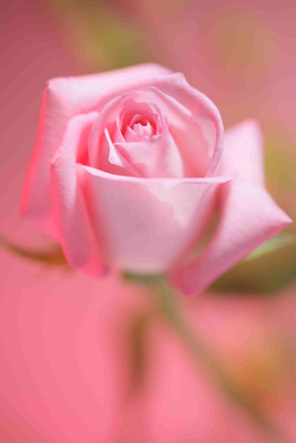 

Posterhouzz Flower Fine Art Print Poster Fine Art Print(18 inch X 12 inch, Rolled)