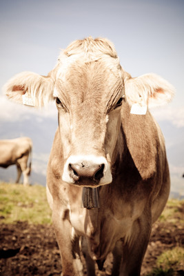 

Oshi - Cow in a Farm Paper Print(18 inch X 12 inch, Streched)