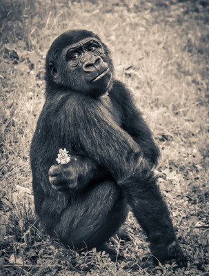 

Oshi - Gorrila in Jungle (Sepia) Paper Print(18 inch X 12 inch, Stretched)