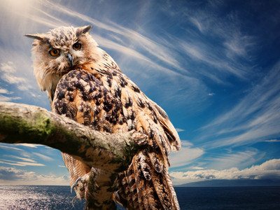 owl on branch of tree poster Fine Art Print(12 inch X 16 inch, Rolled)