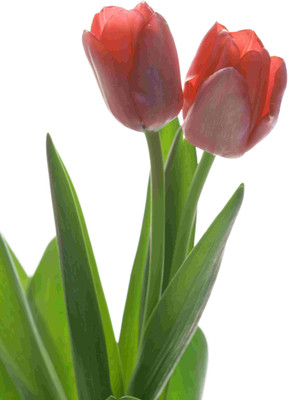 

Posterhouzz Flower Fine Art Print Poster Fine Art Print(18 inch X 12 inch, Rolled)