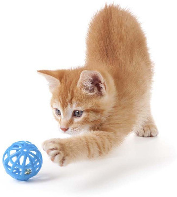 

Cute Kitten Playing - Medium Size Ready To Frame Rolled Digital Art Print On Photographic Paper(18 inch X 18 inch, Rolled)