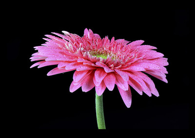 50% OFF on Gerbera Macro Canvas Art(32 inch X 45 inch) 50% OFF on Gerbera Macro Canvas Art(32 inch X 45 inch)