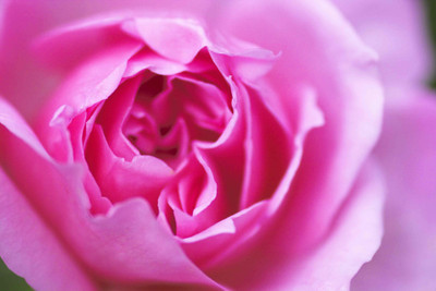 

Posterhouzz Flower Fine Art Print Poster Fine Art Print(12 inch X 18 inch, Rolled)