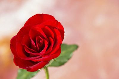 50% OFF on Rose close-up Paper Print(13 inch X 20 inch) 50% OFF on Rose close-up Paper Print(13 inch X 20 inch)