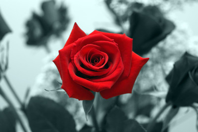 

Red Rose - Medium Size Ready To Frame Rolled Digital Art Print On Photographic Paper(24 inch X 18 inch, Rolled)