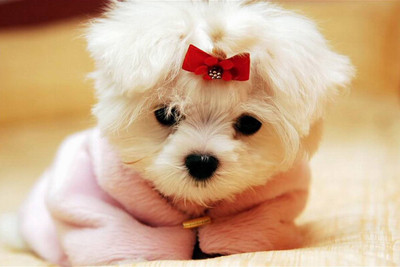 

Just Cute - Puppy In A Sweater Paper Print(12 inch X 18 inch)