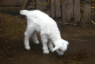 

Oshi - White Lamb in Forest Paper Print(12 inch X 18 inch, Stretched)