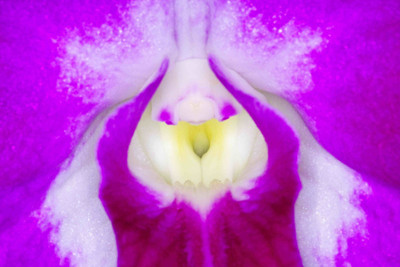 Posterhouzz Flower Fine Art Print Poster Fine Art Print(12 inch X 18 inch, Rolled)