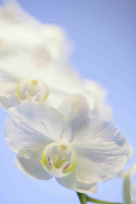 

Posterhouzz Flower Fine Art Print Poster Fine Art Print(18 inch X 12 inch, Rolled)