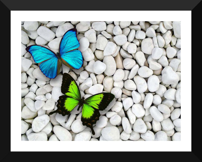 

Tallenge Art - Beautiful Butterflies Sitting On Pebbles - Premium Quality A3 Size Framed Poster Paper Print(17 inch X 12 inch, Framed)