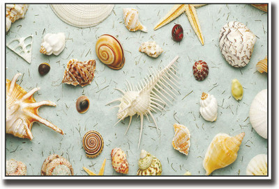 

Sea shells Fine Art Print(12 inch X 18 inch, Rolled)