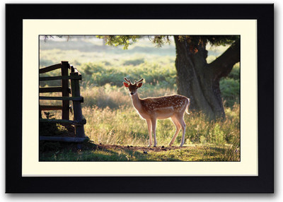 

Beautiful Deer Fine Art Print(14 inch X 20 inch, Framed)