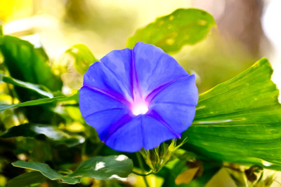 50% OFF on Colourful Flowers Paper Print(26 inch X 40 inch)