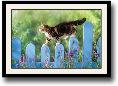 

Cat walking on Fence Fine Art Print(10 inch X 14 inch, Framed)