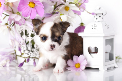 

Oshi - Cute Dog (2) Paper Print(12 inch X 18 inch, Streched)