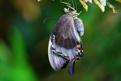 

Butterfly out of her Cocoon (Poster) Paper Print(12 inch X 18 inch)