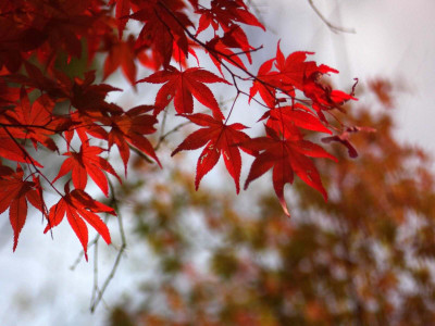 

Posterhouzz Autumn Fine Art Print Poster Fine Art Print(12 inch X 18 inch, Rolled)