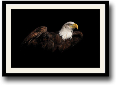 

Amazing Eagle Fine Art Print(10 inch X 14 inch, Framed)