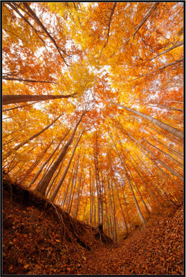 

Nature Paper Print(19 inch X 13 inch, Rolled)