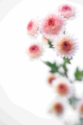 

Posterhouzz Flower Fine Art Print Poster Fine Art Print(18 inch X 12 inch, Rolled)
