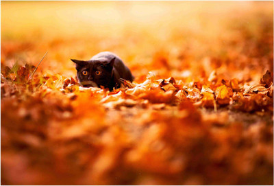 

Animals Paper Print(19 inch X 13 inch, Rolled)