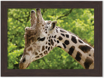 

Girraffe Nature Themed Framed Poster Photographic Paper(13.5 inch X 10 inch, Box Packing)