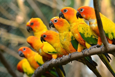 

Posterhouzz Beautiful Parrots Poster Fine Art Print(12 inch X 18 inch, Rolled)