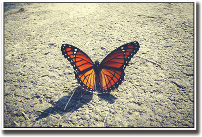 

Beautiful butterfly on road Fine Art Print(12 inch X 18 inch, Rolled)