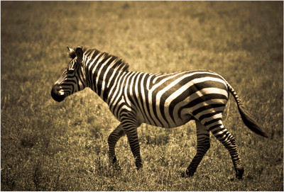 

Zebra Wallpaper Paper Print(13 inch X 19 inch, Rolled)
