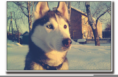 

Posterhouzz Dog in snow Fine Art Print(12 inch X 18 inch, Rolled)
