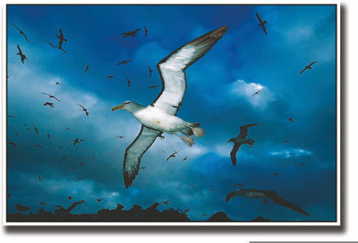 

Posterhouzz White Seagull in sky Fine Art Print(12 inch X 18 inch, Rolled)